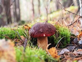 Im vergangenen Herbst / ***