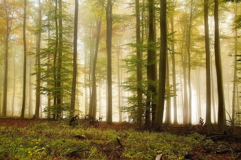 Herbst im Wald / ***