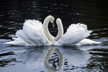 Lovers / ***