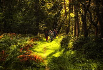 Wanderungen im Wald / ***