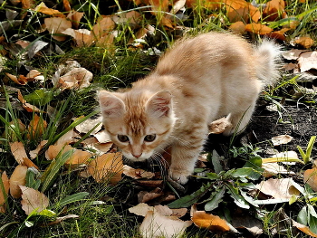 Herbst / ***