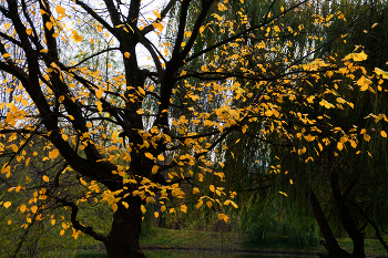 Herbst-Skizzen / ***