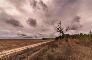 Einsamer Baum ... / ...