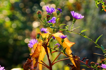 Herbstblumen / ***