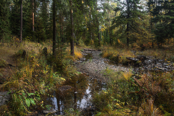in den herbstlichen Wald / ***