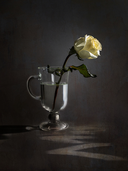 Rosette / ***