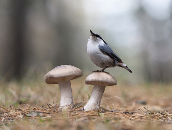 in den herbstlichen Wald / .....