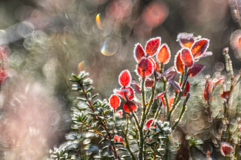 Spätherbst. / ***