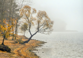 November / ###