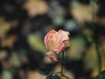 November / ***
