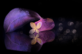 Metamorphoses / 2023