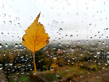 Regen / ***