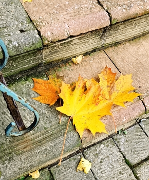 Das Herbst / ***