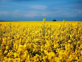 Rapsfeld / ***