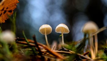 Im Herbstwald. / ***