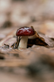 Im Wald / ***