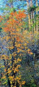 Herbst / ***