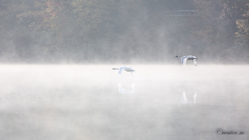 Flug im Nebel / Schwäne fliegen im Nebel