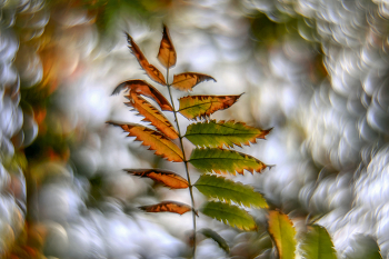 Herbst / ***