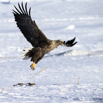 Seeadler / ***