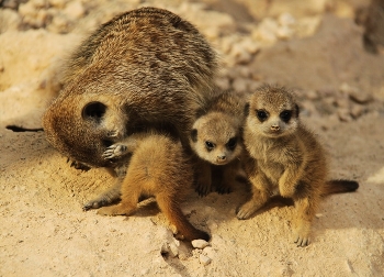 Familien / ***