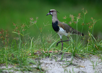 Southern Lapwing / ***