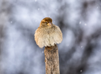 Spatz / ***