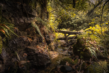 Jungles Of Kapnistavi In Autumn / ***