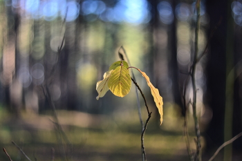 Herbst / ***