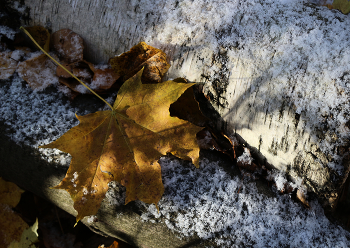 Der erste Schnee / ***