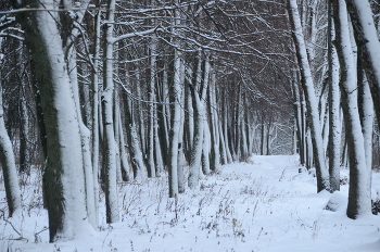 winter ways-1 / winter