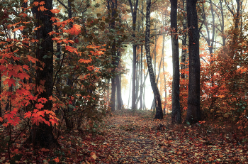 Herbst im Wald / ***