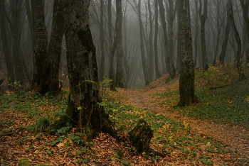 Herbst Spur / ***