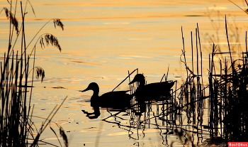 Abend / ***