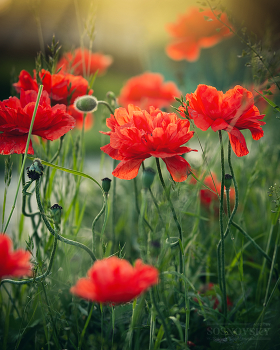 Mohn / ***