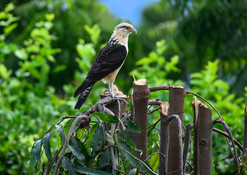 Yellow-headed caracara / ***