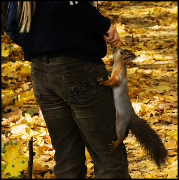in den herbstlichen Wald / ***