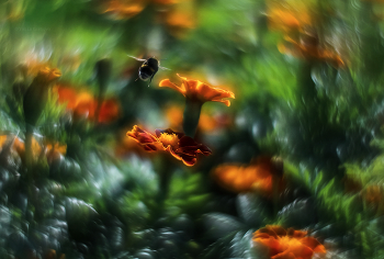 Flight of the Bumblebee / ***