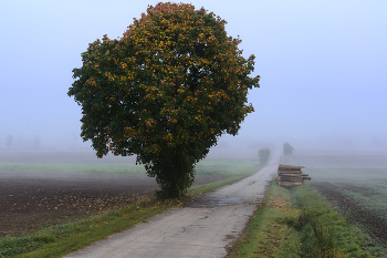 Herbststrauß / ***