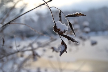 Frostig / ***
