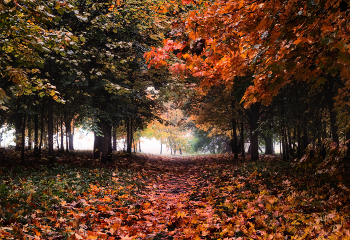 Redhead Herbst / ***