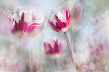 Spring mirages... / 2019