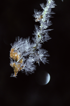 Winter / ***