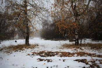 Birches / ***