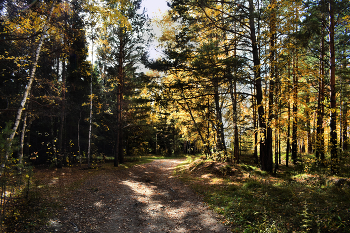 Autumn Gold / ***