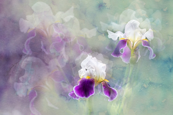 Purple calmness / 2019