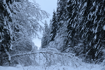  / taiga-1