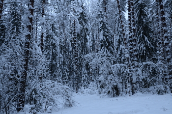  / taiga-2