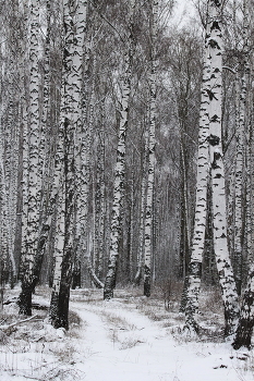 Birchwood / ***