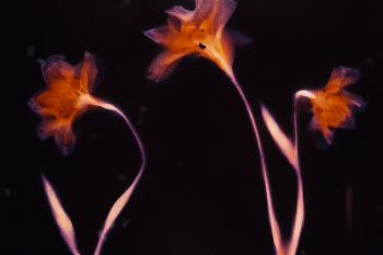  / lumen print
